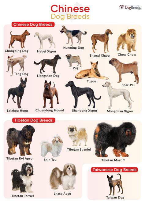 china says dogs are pets